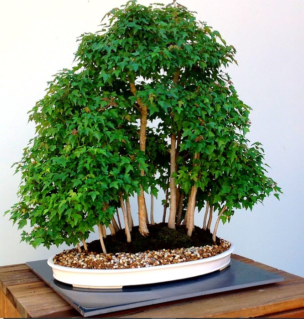 Bonsai Plants Benefits, Care, and Growing Bonsai Tree Indoor